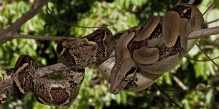9 Invasive Species That Are Destroying America's Ecology