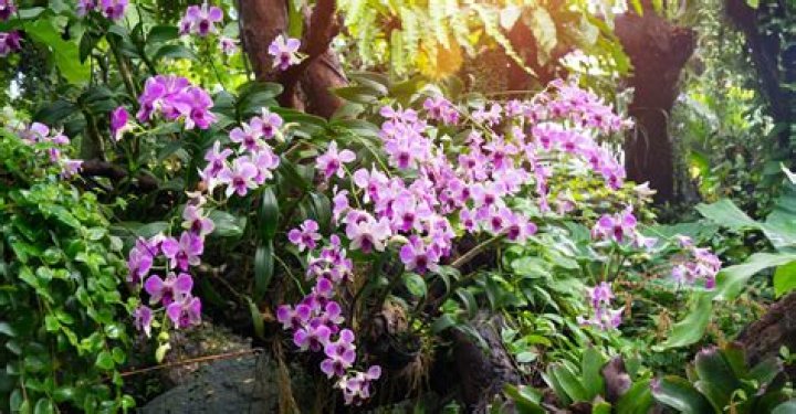 ¿Cuánto tardan las orquídeas en volver a florecer? – Celebrity.fm
