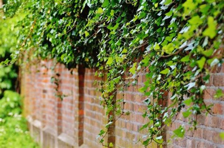 Examples of climbing plants in ghana