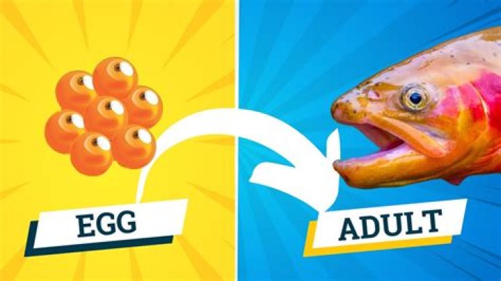 Is boba a fish egg?