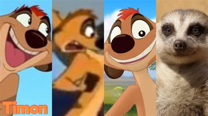 ¿Qué clase de animal es Timón? – Celebrity.fm