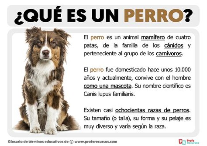 ¿Qué significado tiene el perro de tres cabezas?